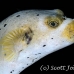 puffer_guineafowl_lsb_ki_h_0122_kom5706.jpg